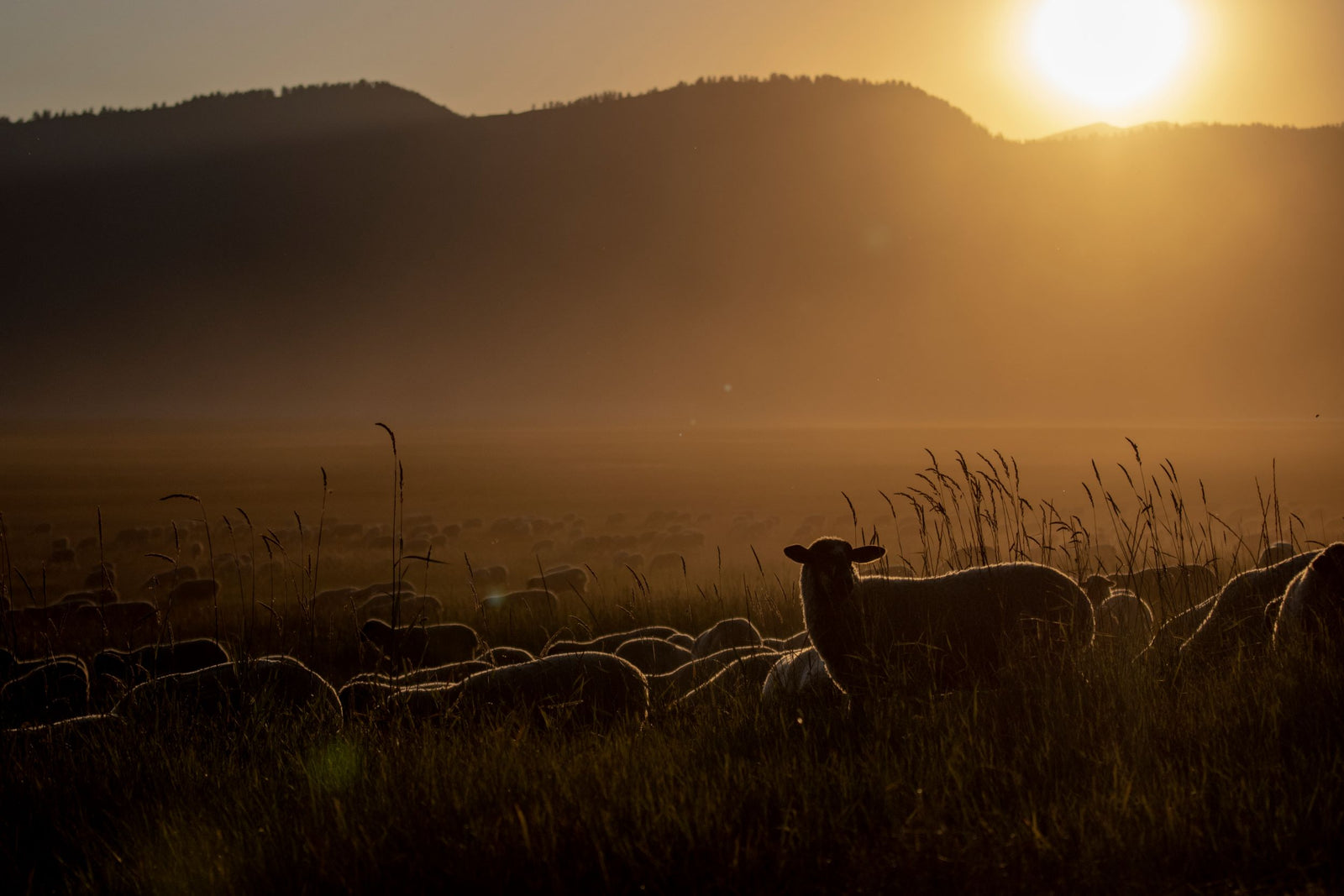 Natural Fine Lamb Company photo 9