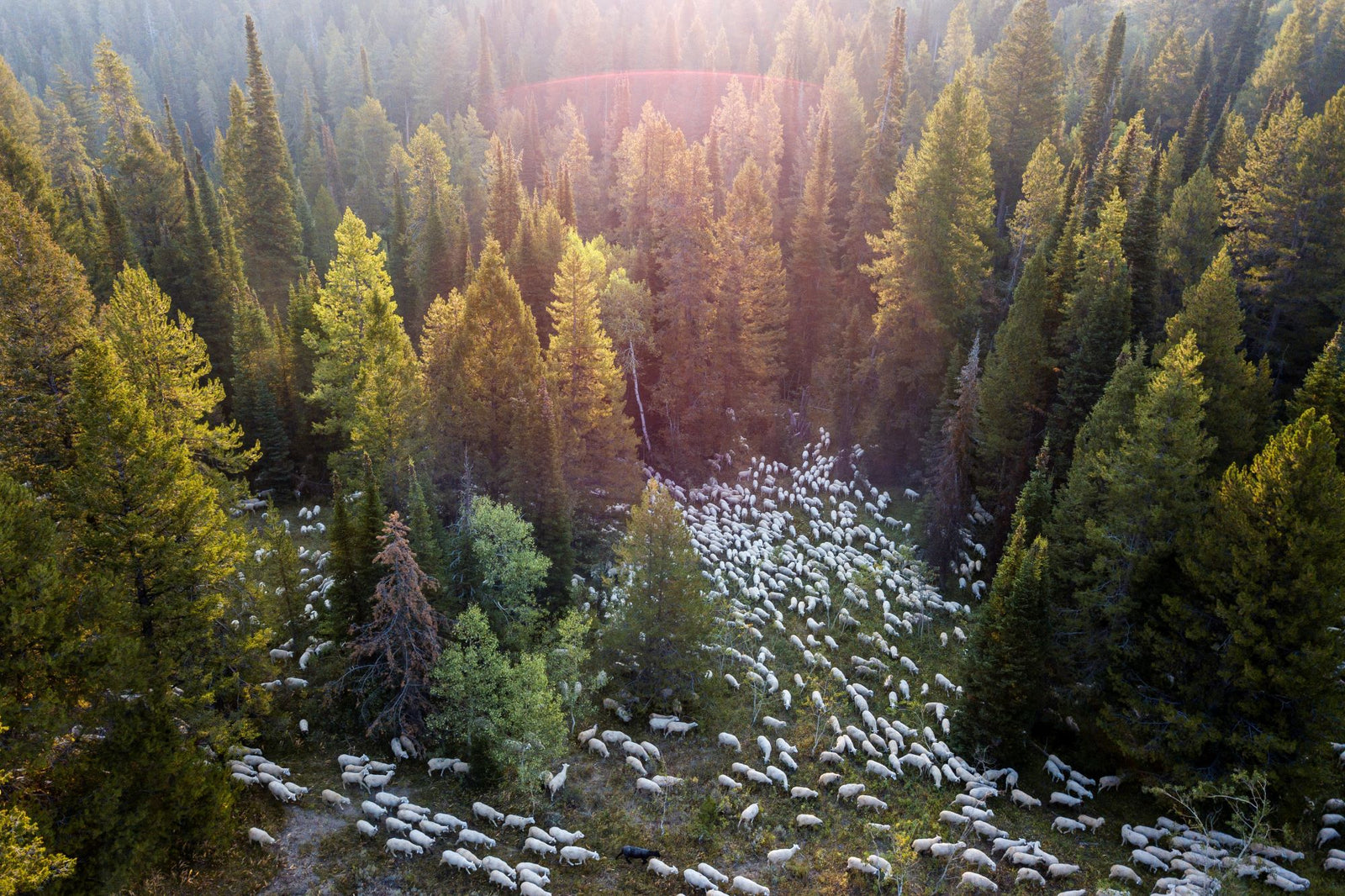 Natural Fine Lamb Company photo 6